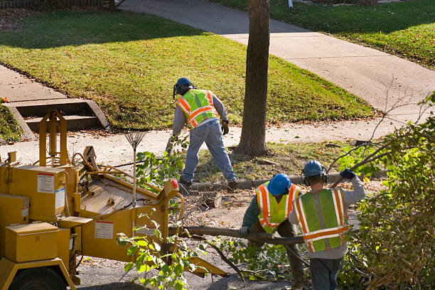 Reliable Newkirk, OK Tree Removal and Landscaping Services Solutions